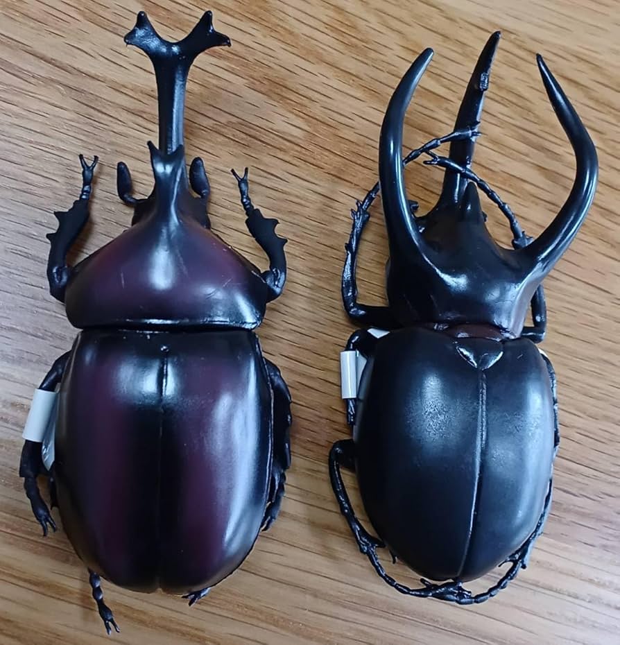 カブトムシ ヤマトカブトムシ（赤褐色・新色）】いきもの大図鑑 かぶとむし